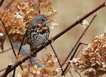 foxsparrow